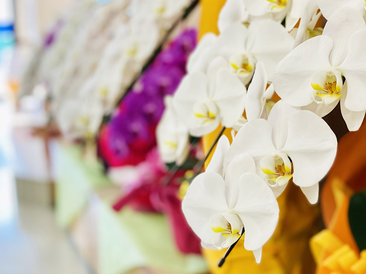 開店祝いの胡蝶蘭